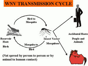 How Dangerous Is West Nile Virus...