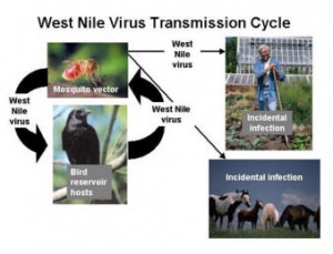 West Nile Virus (WNV) Vaccine Being Tested In Humans