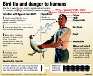 Worldwide Alert For Avian Influenza (Bird Flu)