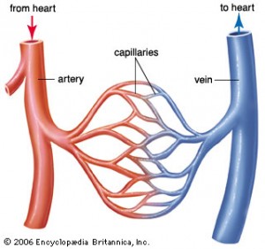 Physicians Use New Technology (GCFP) To Study Blood Flow