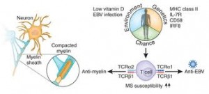 Epstein-Barr Virus Responsible For Multiple Sclerosis