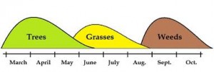 Getting Ready For Ragweed Allergies Is Important1