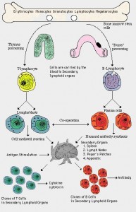 Protein Found to Fight Infections