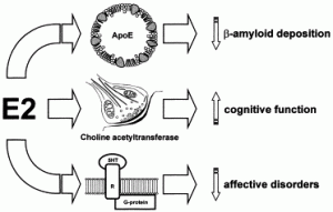 Suppression Of Estrogen Affects Cognitive Function