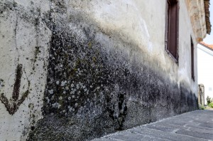 Mold Allergies Often Overlooked