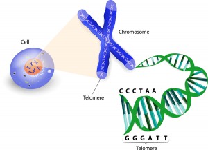 Telomere Length A Telltale Sign Of Aging - Medical Articles by Dr. Ray