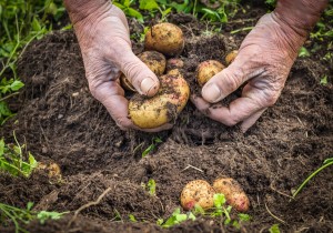 Health Depends on Healthy Soil