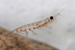 Two Is Better Than One: Omega-3 And Krill Oil
