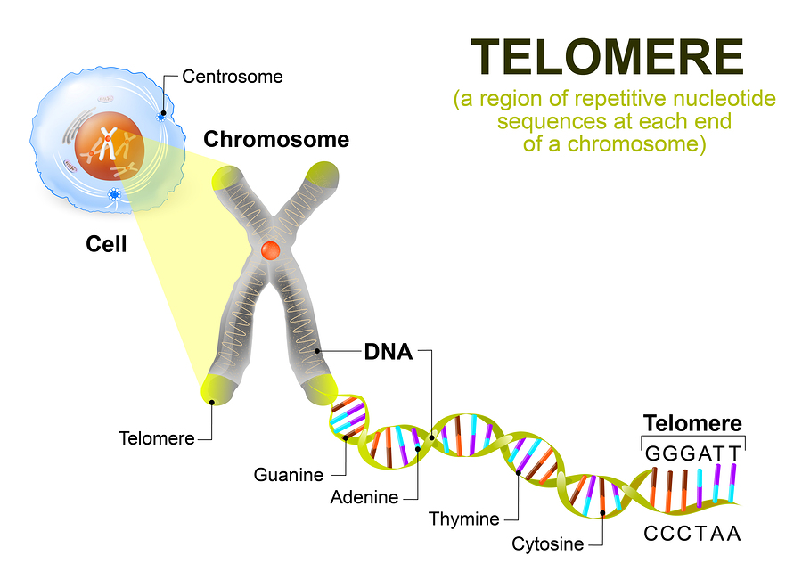 Telomeres