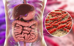 Gut Bacteria Crucial To Healthy Aging