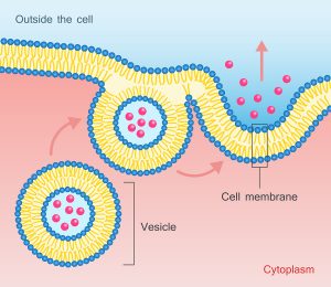 Exosomes can Regenerate Your Stem Cells