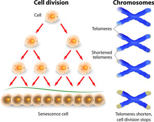 Removal of Senescent Cells Can Extend Life