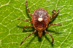 Tick Bites Can Render You Allergic to Red Meat
