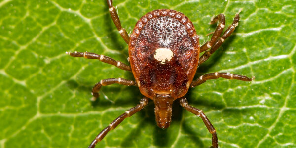 Tick Bites Can Render You Allergic to Red Meat