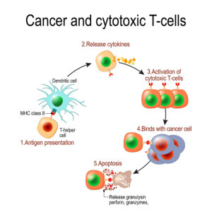 New Immunotherapy Approach against Cancer