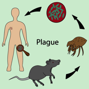 The Bubonic Plague Still Affects some People today