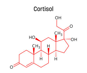 Cortisol is the Number 1 Longevity Hormone