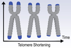 Telomeres can Protect you from Premature Aging