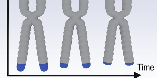 Telomeres can Protect you from Premature Aging