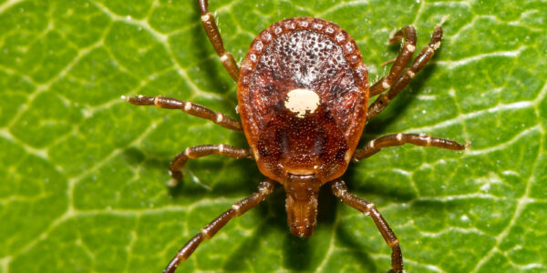 Allergies to Red Meat after a Tick Bite